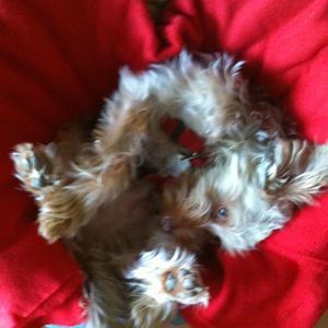 Meet your Posher, Mandi